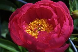 Flowers005#2#.JPG