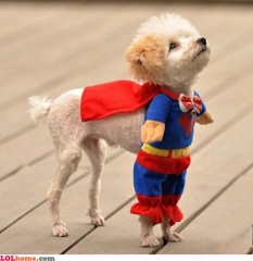 superman-dog.jpg